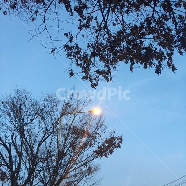 나무,풍경,하늘,감성,가로등,자연