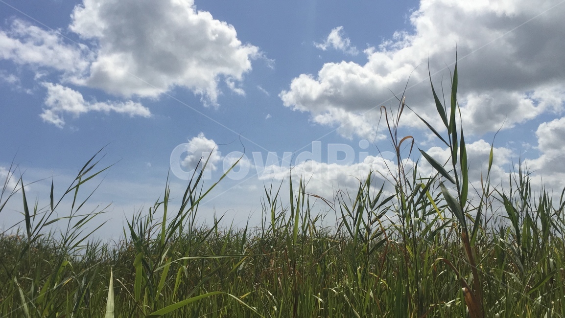 풍경,갈대,하늘,바닷가,수풀,구름,여름,여름하늘,여름풍경,녹색,sky,view,summer,reed,grass,forest,green