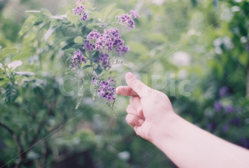 커플,하트,손하트,보라꽃,nikonem,필름사진,감성사진,필름,식물,자연,plants,nature,꽃,flower,사람,인물,인간,human,person,신체일부,몸,body,손,제스처,표시,손짓,표현,gesture,hand,sign,expression,감정표현,기분,feeling,emotion,감성,sensible,연출,컨셉,콘셉,direction,concept