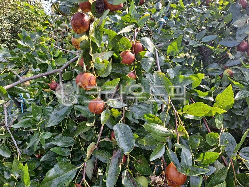 applejujube,Jujube farming,fruit,plant,jujubefarming,jujube,food,apple jujube