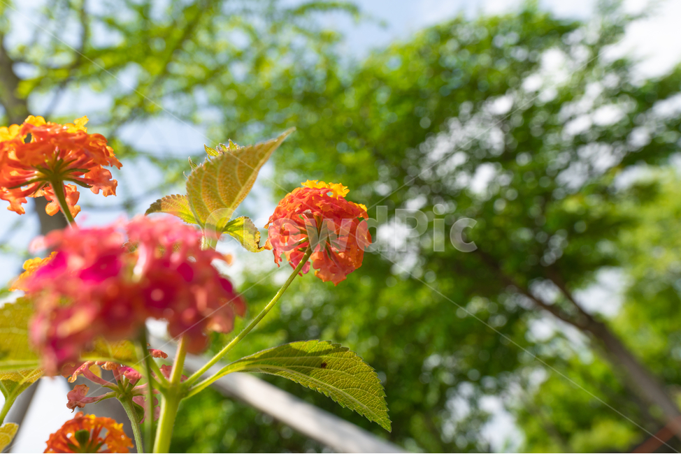 꽃,초록,주황,flower,식물,나무,tree,식물,자연,plants,nature,꽃,flower