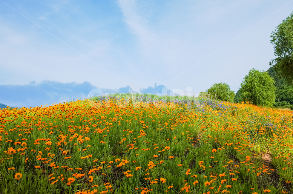 꽃동산,하늘,편안한,금계국,봄꽃,구름,자연,풍경,nature,landscape,grassland,목초지,field,들,outdoors,옥외,rural,농촌,farm,농장,meadow