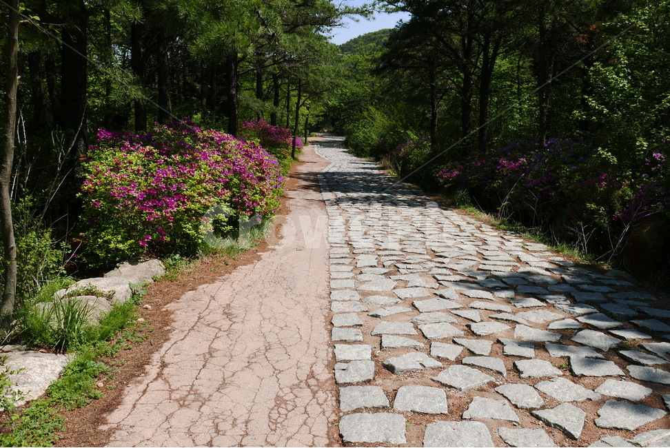 철쭉꽃,철쭉,산길,돌길,봄,봄꽃,분홍꽃,진달래,꽃,꽃잎,분홍색,만개,식물,활짝,개화,잎,초록색,영산홍,소식,군락,공원,길,숲,나무,봄,계절,spring,season,자연,풍경,nature,landscape,flagstone,판석,path,통로,walkway,보도