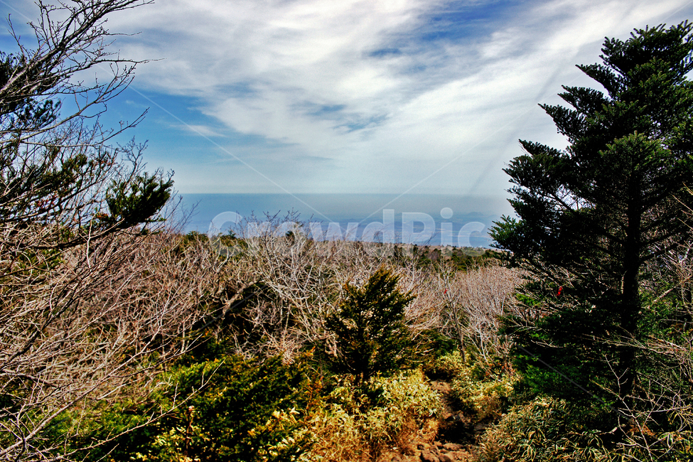 숲,나무,한라산,한라산국립공원,제주도,자연,성판악코스,푸른하늘