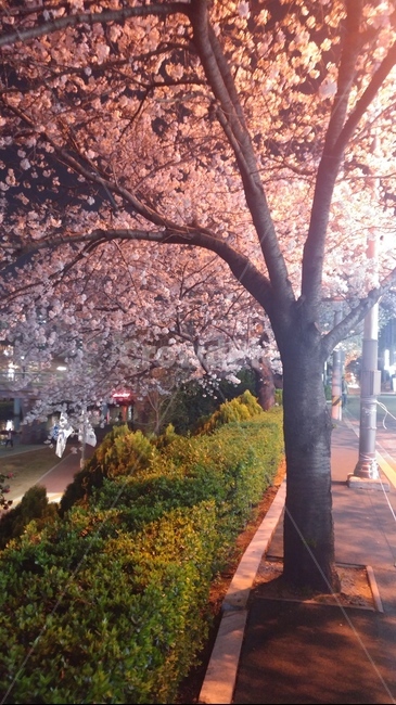 벚꽃,벚꽃나무,봄,저녁벚꽃,나무,봄,계절,spring,season,야경,밤,풍경,nightscape,night,landscape,plant,식물,flower,꽃,blossom,cherry blossom