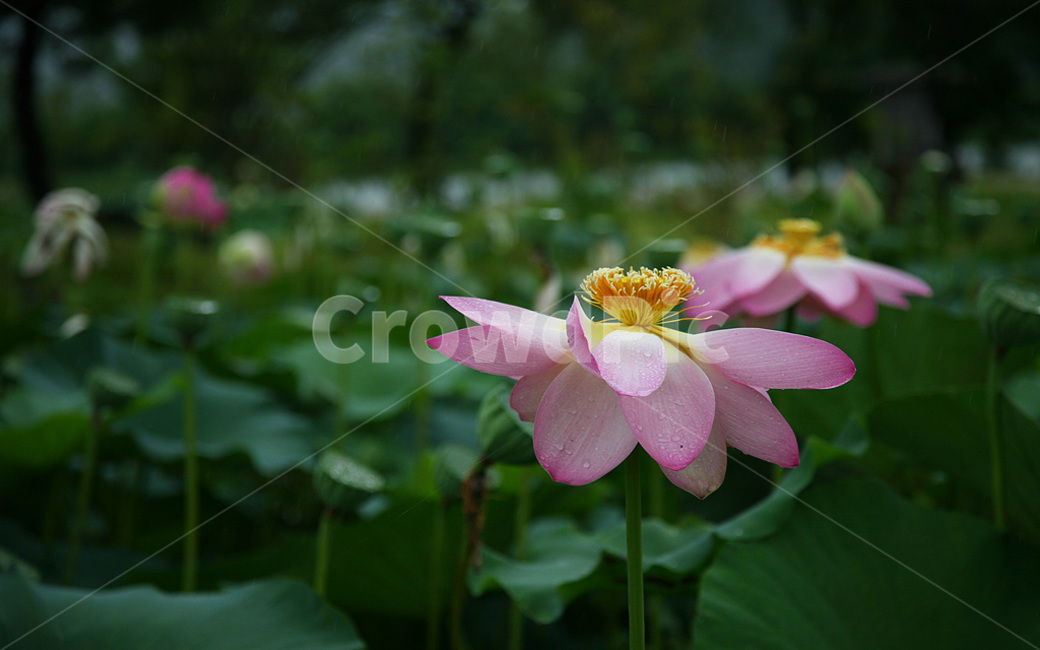 연꽃,식물,flower,꽃,세미원,식물,자연,plants,nature,꽃,flower