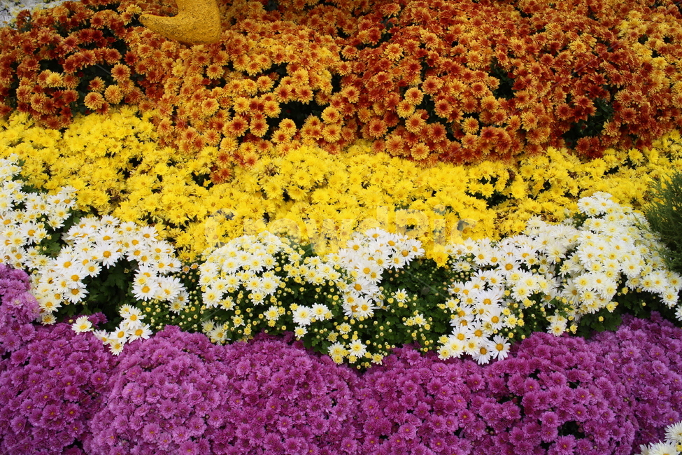 국화,꽃,국화꽃축제,flower,국화꽃