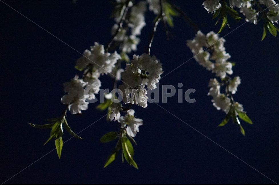 봄,백매화,야경,가로등,흰색,밤,맑음,봄,계절,spring,season,야경,밤,풍경,nightscape,night,landscape,식물,자연,plants,nature,꽃,flower,plant,blossom