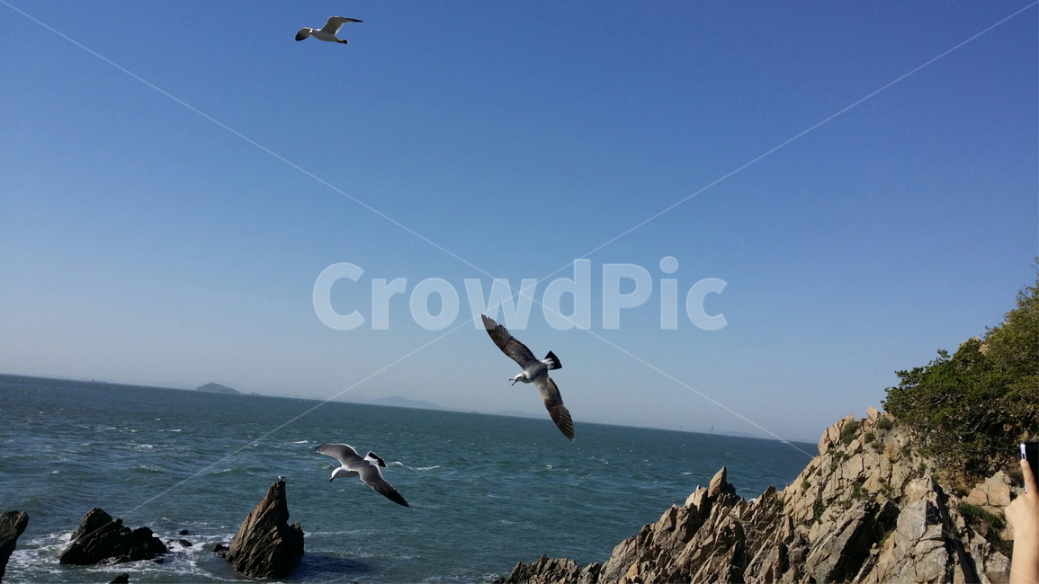 animal,동물,bird,flying,갈매기,자유,구름,하늘,새,바위,식물,나무,물,워터