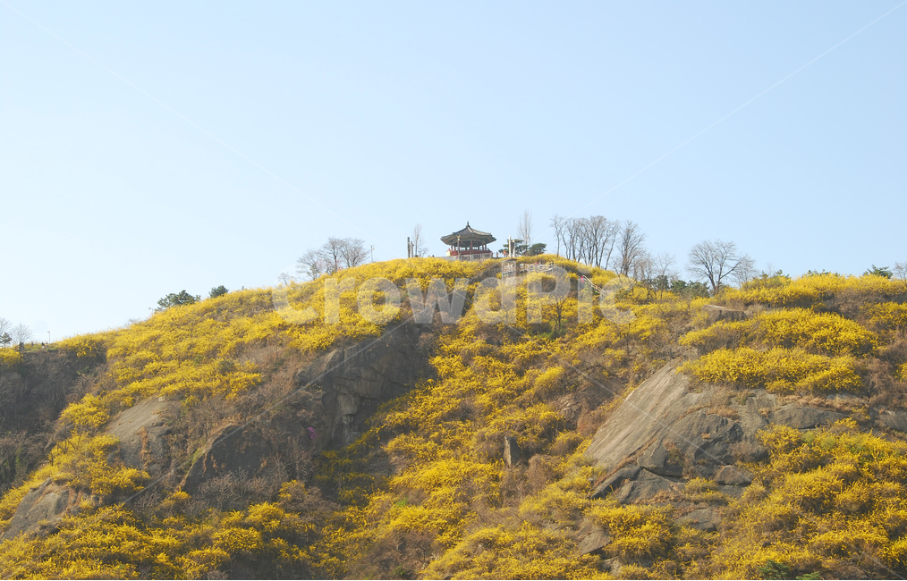 개나리,봄,꽃,산,봄꽃,봄풍경,풍경,자연,응봉산,서울,한국,봄,계절,spring,season,자연,풍경,nature,landscape,outdoors,옥외,slope,경사