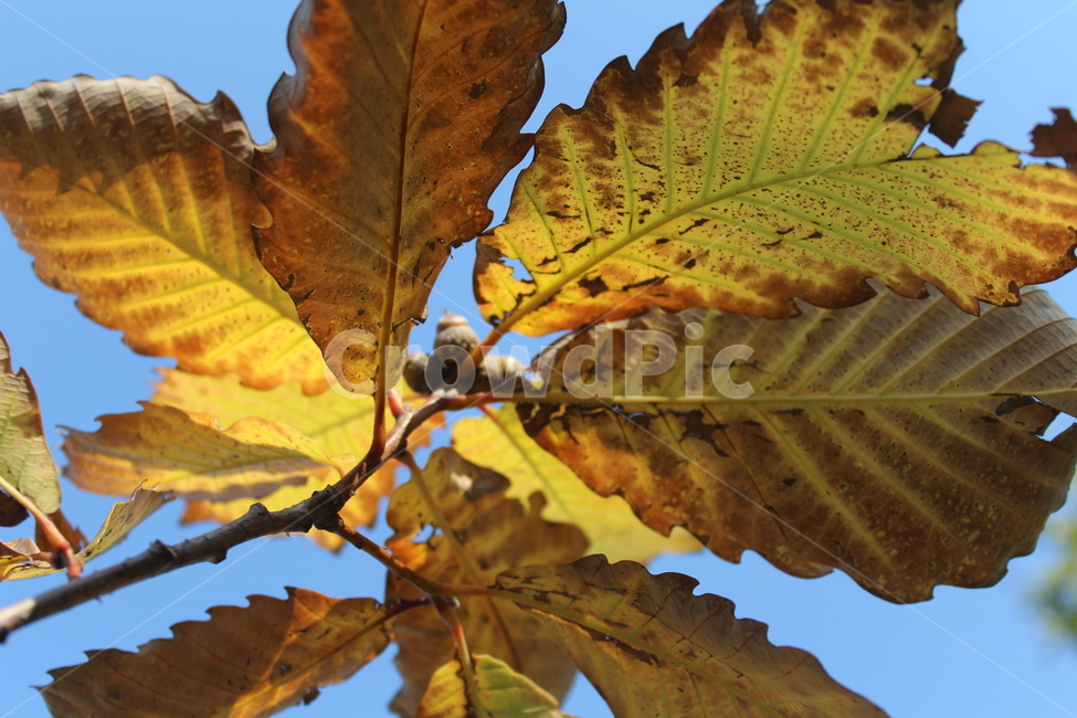 plant,식물,leaf,잎,참나무잎,가을,계절,fall,autumn,season,식물,자연,plants,nature,veins,정맥