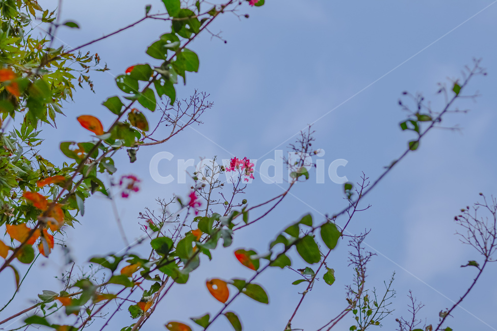plant,식물,leaf,잎,자연,풍경,하늘,꽃,식물,자연,plants,nature