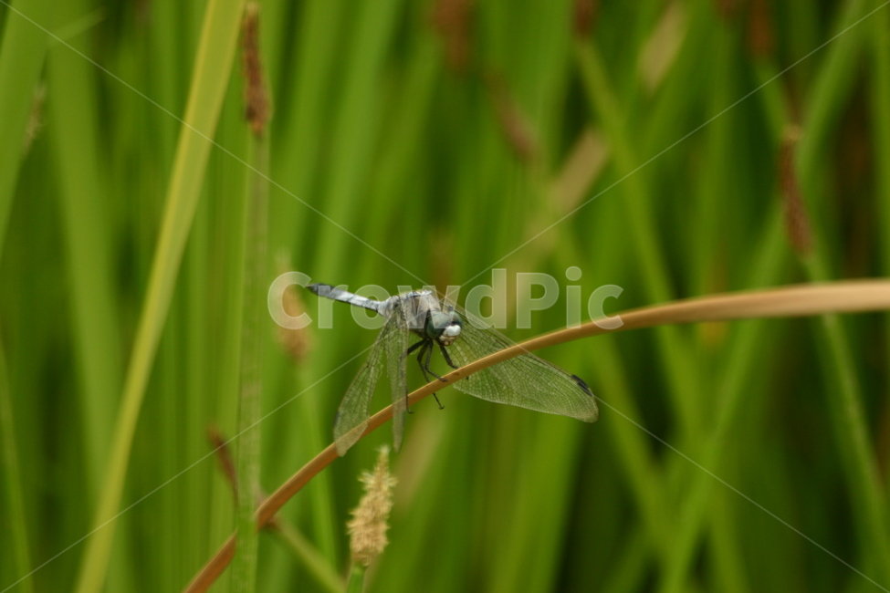 잠자리,dragonfly,곤충,insect,macro,fly,nature,green,bug,leaf,wings,closeup,animal,wildlife,damselfly,closeup,fauna,eyes,blue,summer,detail,insects,grass,garden,wing,wild,close,동물,animal,곤충,벌레,insect,bug