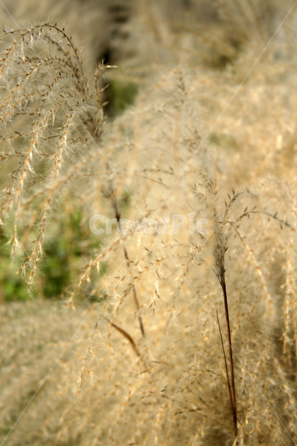억새,억새꽃,가을,식물,풀,가을,계절,fall,autumn,season,식물,자연,plants,nature,grass,잔디,plant