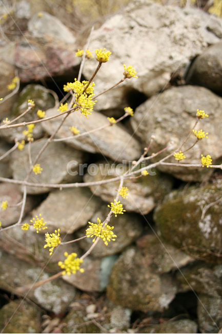 산수유,봄,봄날,봄꽃,꽃,노란색,감성,spring,flower,풍경,돌담,봄,계절,spring,season,식물,자연,plants,nature,꽃,flower,plant,blossom