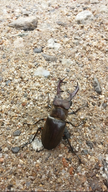 사슴벌레,곤충,힘,흙,자연,동물,animal,곤충,벌레,insect,bug