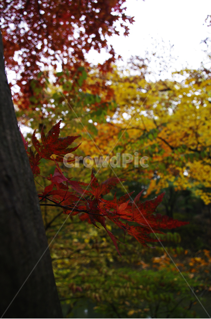 가을,fall,나무,식물,plant,단풍,잎,가을,계절,fall,autumn,season,식물,자연,plants,nature,leaf,tree,maple