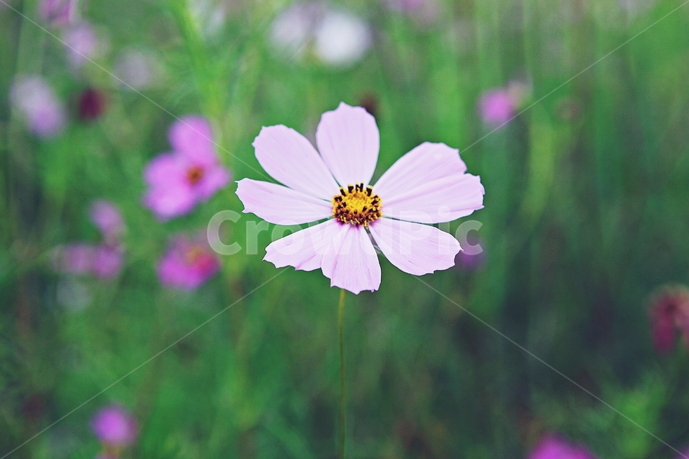 코스모스,꽃,꽃잎,가을,식물,자연,가을꽃,공원,가을,계절,fall,autumn,season,식물,자연,plants,nature,꽃,flower,plant,petal,blossom