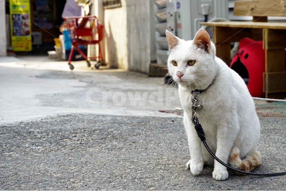고양이,동물,애완동물,목줄,눈,수염,흰고양이,cat,animal,동물,animal,포유류,mammal,고양이,cat,kitten,kitty