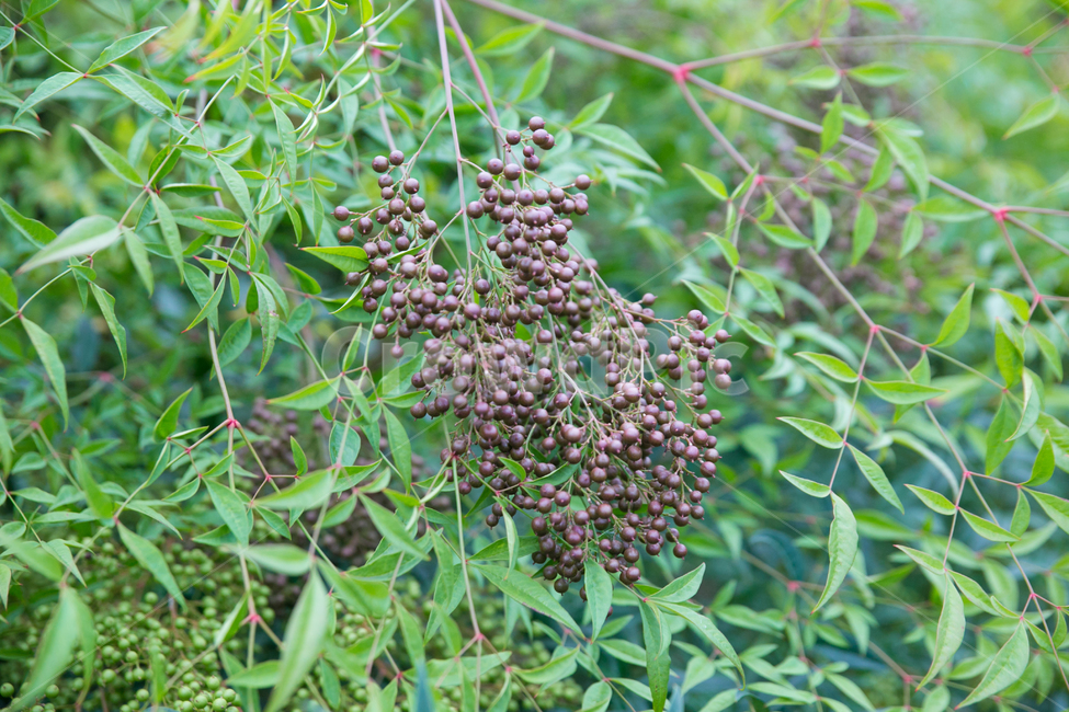 열매,이름모를열매,들꽃,여름,열매나무,식물,자연,plants,nature