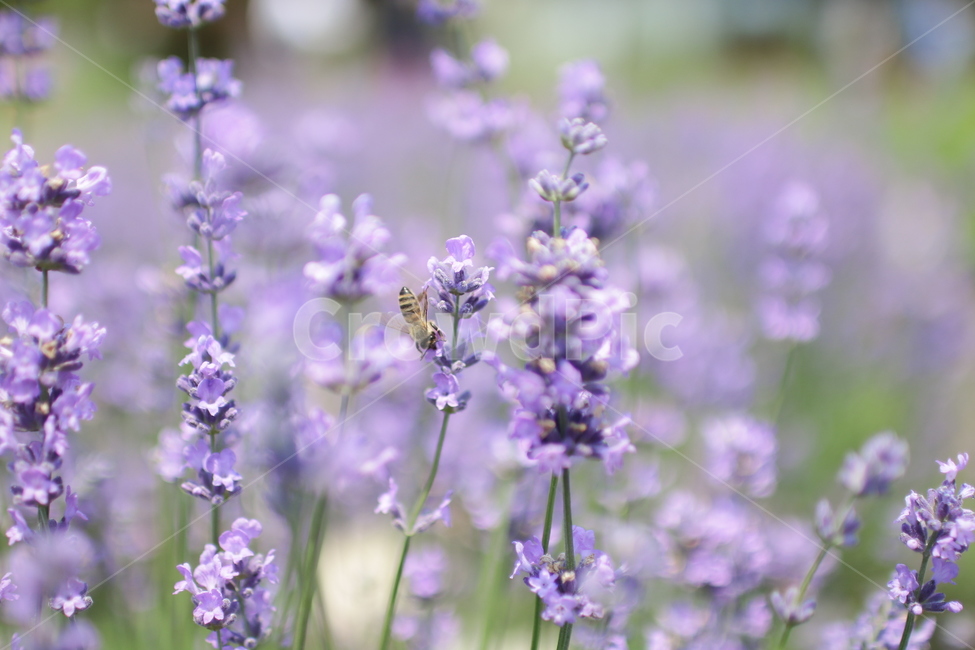 라벤더,보라,벌,꽃,곤충,식물,자연,plants,nature,꽃,flower,동물,animal,곤충,벌레,insect,bug