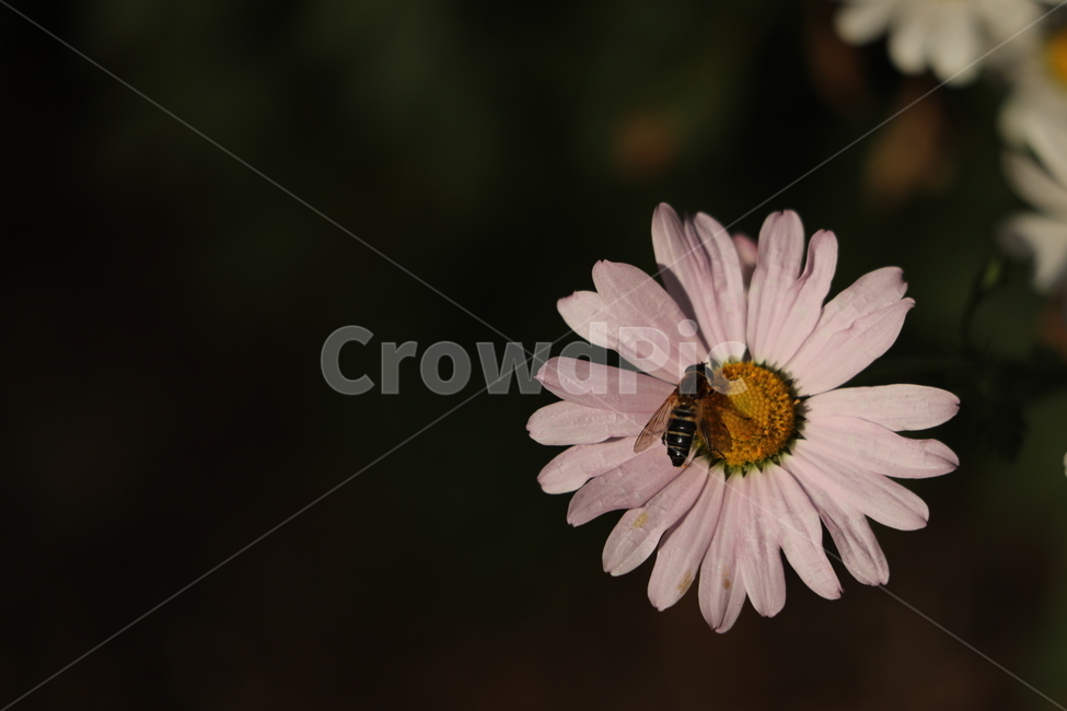 가을,구절초,하얀,벌,가을여인,식물,자연,plants,nature,꽃,flower,동물,animal,곤충,벌레,insect,bug