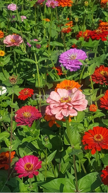 황룡강,꽃,flower,식물,접사