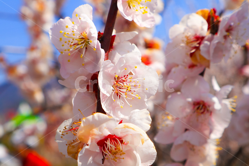매화,꽃,나무,하늘,구름,봄,계절,spring,season,식물,자연,plants,nature,꽃,flower,plant