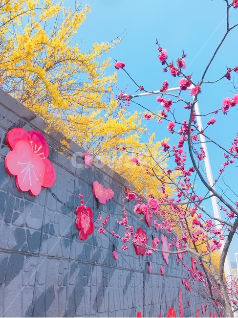 꽃,개나리,벚꽃,벚나무,봄,길,자연,식물,나무,체리블라썸,봄,계절,spring,season,식물,자연,plants,nature,꽃,flower,wall,벽