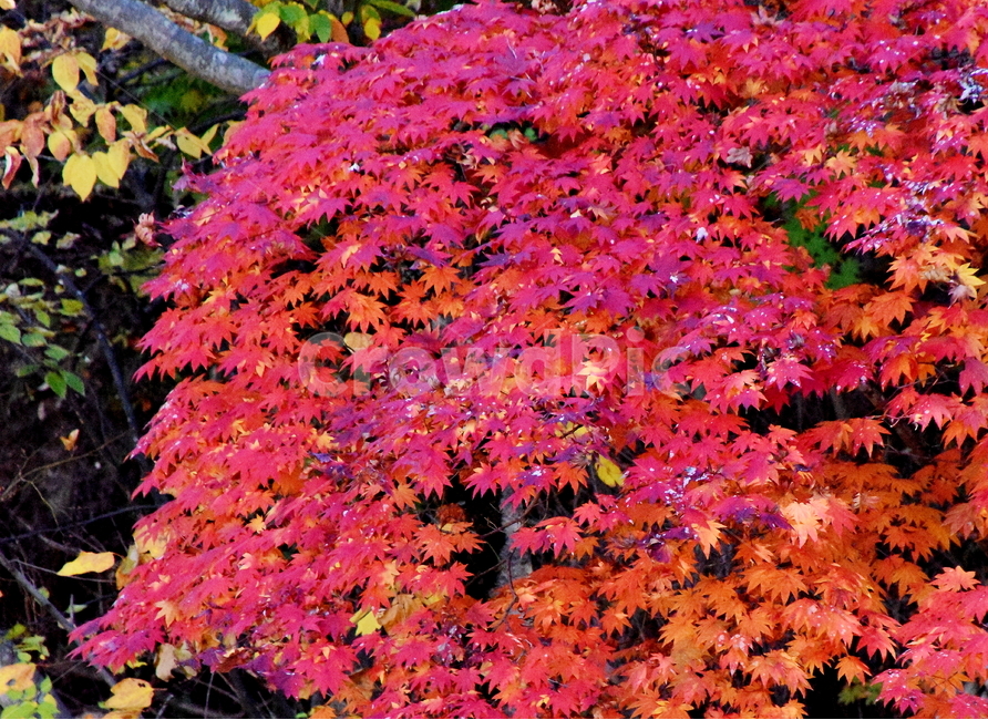 가을,단풍,경치,낙엽,색갈,조화,아름다움,힐링,가을,계절,fall,autumn,season,자연,풍경,nature,landscape,leaf,잎,plant,식물,tree,나무,maple