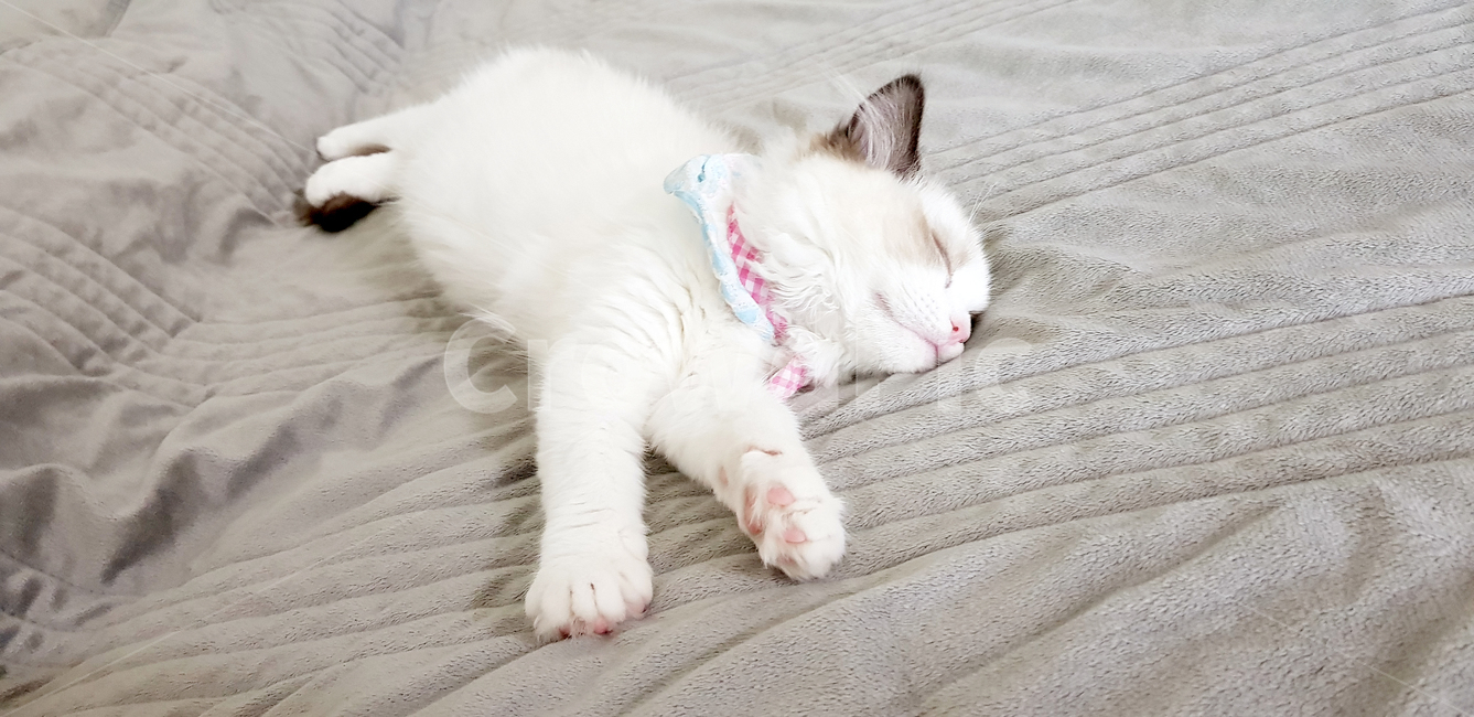 고양이새끼,새끼고양이,자묘,고양이,랙돌,cat,아기고양이,pet,반려묘,애완동물