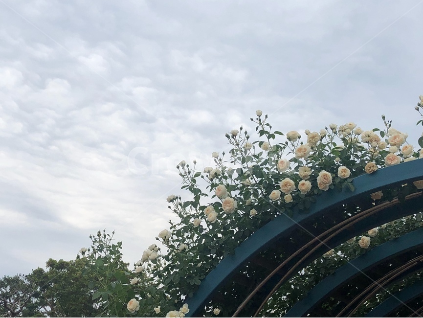 장미,꽃,rose,flower,하늘