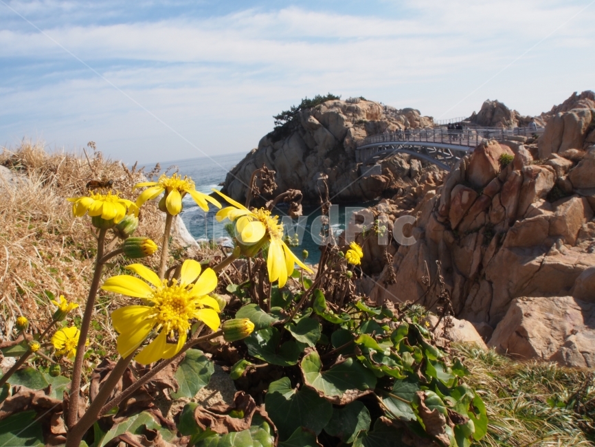 자연,동해바다,꽃,바위,아름다움,봄,여름,가을,겨울,자연,풍경,nature,landscape,한국자연풍경,한국자연경관,korea nature landscape,식물,plants,꽃,flower