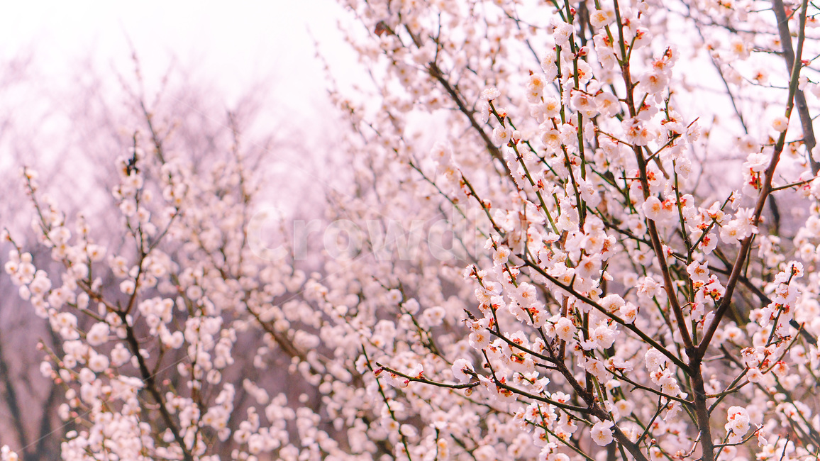 벚꽃,벚꽃나무,꽃,봄,flower,spring,cherryblossoms,봄,계절,spring,season,식물,자연,plants,nature,꽃,flower,plant,blossom