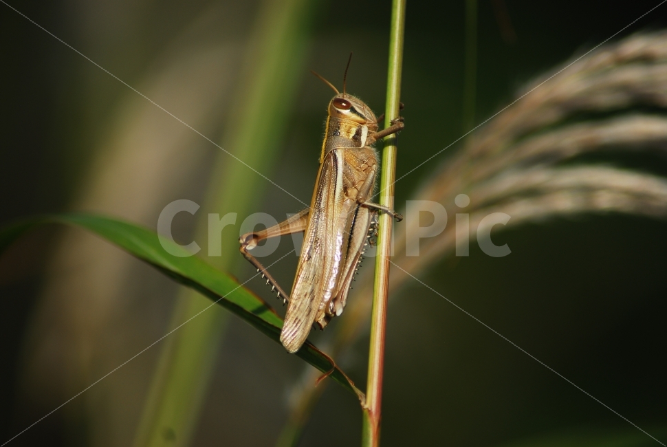 메뚜기,곤충,가을,풀벌레,가을벌레,동물,animal,곤충,벌레,insect,bug
