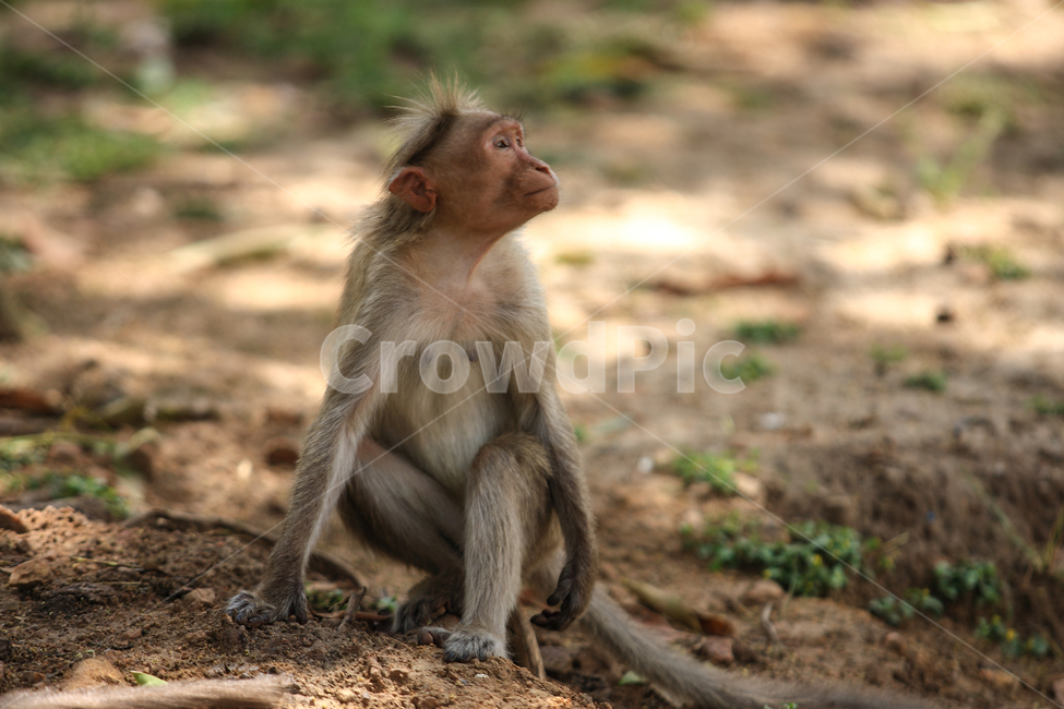 야생동물,동물,원숭이,인도,monkey,동물,animal,포유류,mammal