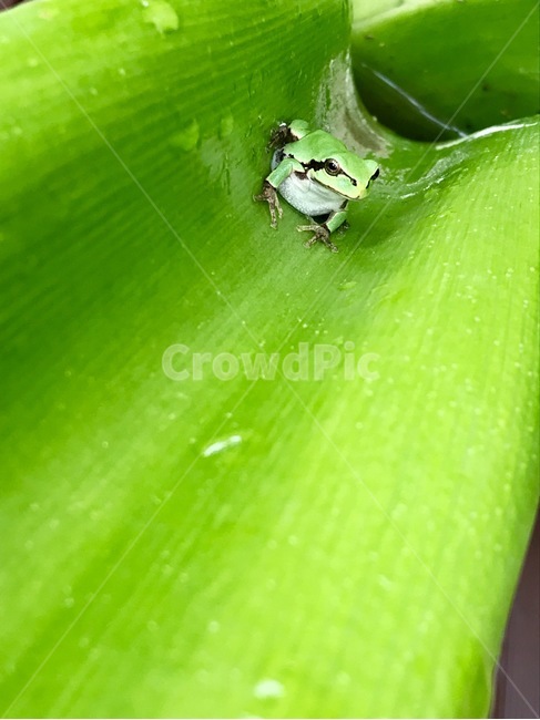 청개구리,문주란,화분,귀염,개굴,파충류,양서류,reptile,amphibian