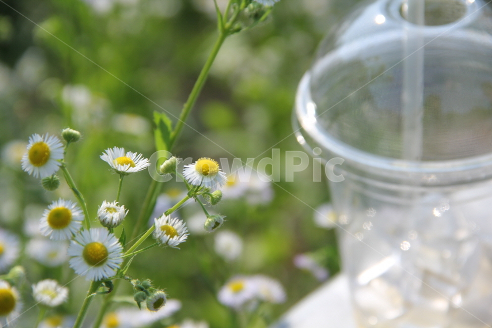개망초,들꽃,개망초꽃,flower,nature,노란색꽃,계란꽃,초여름,야외,야생화