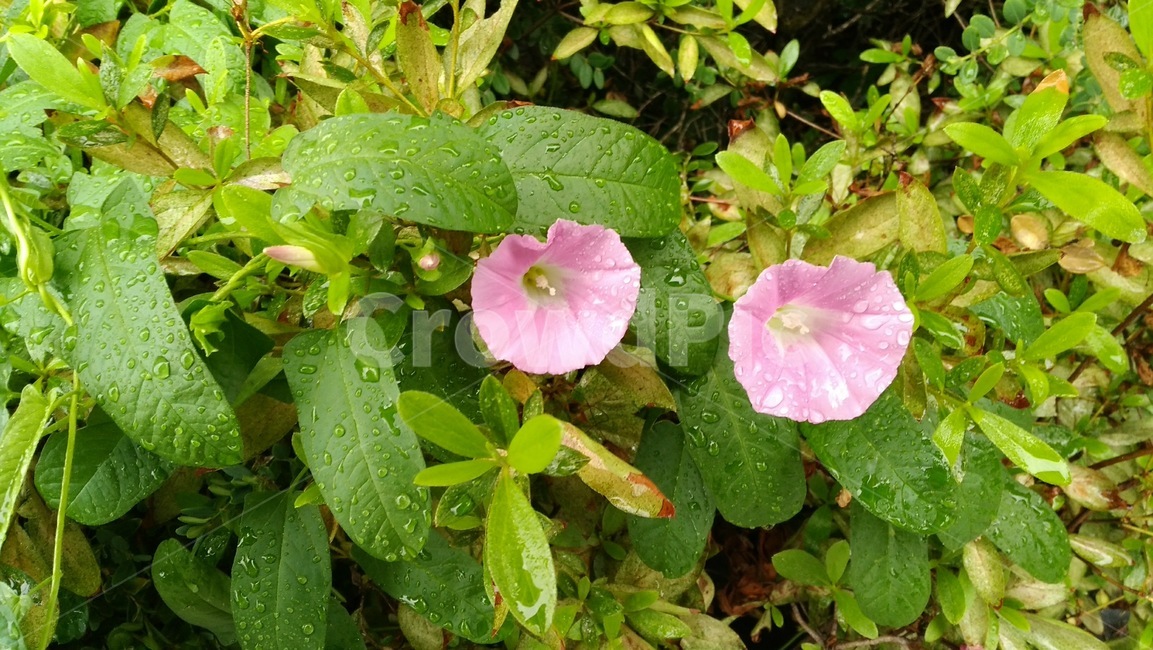 꽃,메꽃,나팔꽃,꽃송이,자연,촉촉함,빗물,식물,물방울,날씨