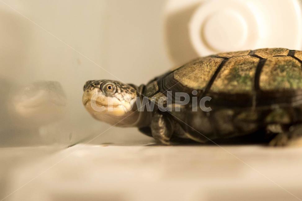거북이,애완동물,거북,동물,파충류,동물,animal,파충류,양서류,reptile,amphibian
