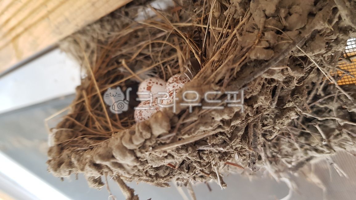 egg nest,egg,countryside,swallows nest,tree,soil,nest,straw,new house,visitor,Mud,swallow egg