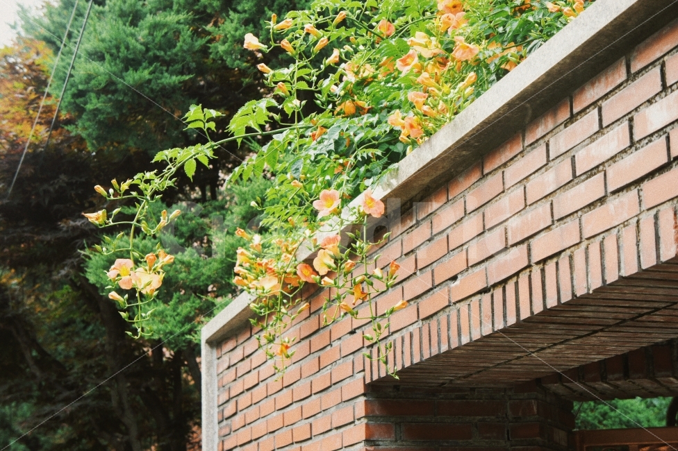 능소화,꽃,자연,풍경,감성,감성사진,전경,flowers,green,nature,landscape,식물,자연,plants,nature,꽃,flower,감성,sensible,feeling