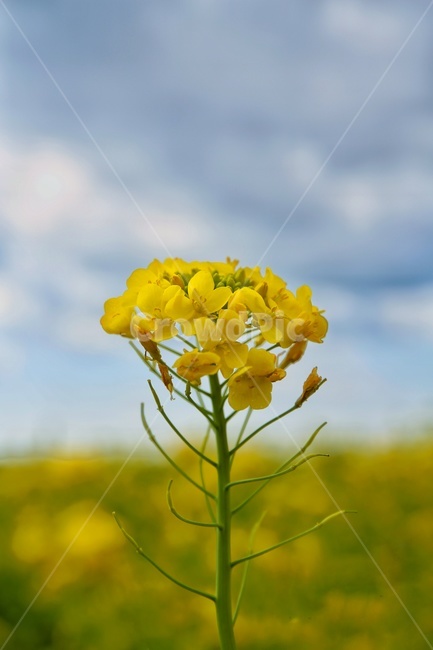 plant,식물,blossom,꽃,flower,geranium,유채꽃,유채꽃밭,하늘,꽃밭,노랑,sky,파랑,초록