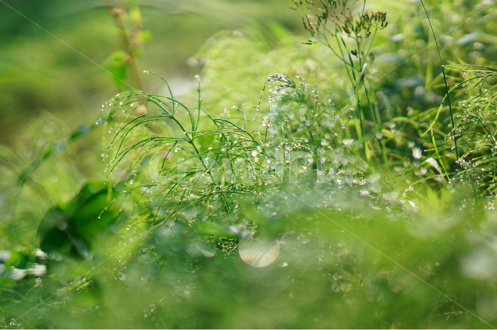 풀,아침,이슬,햇빛,보케,초록,풍경,식물,자연,plants,nature,휴식,힐링,rest,relaxation,healing