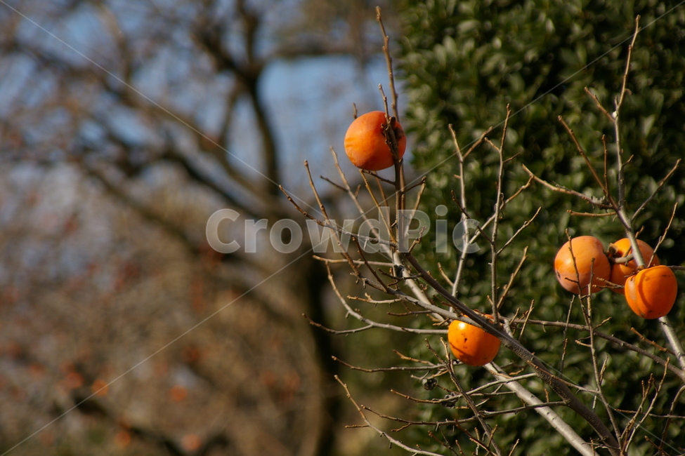 감,감나무,가을,주황,오렌지,수확,까마귀,스산,썰렁,나무,Persimmon,autumn,가을,계절,fall,autumn,season,식물,자연,plants,nature,과일,열매,fruit,plant,food,음식,persimmon