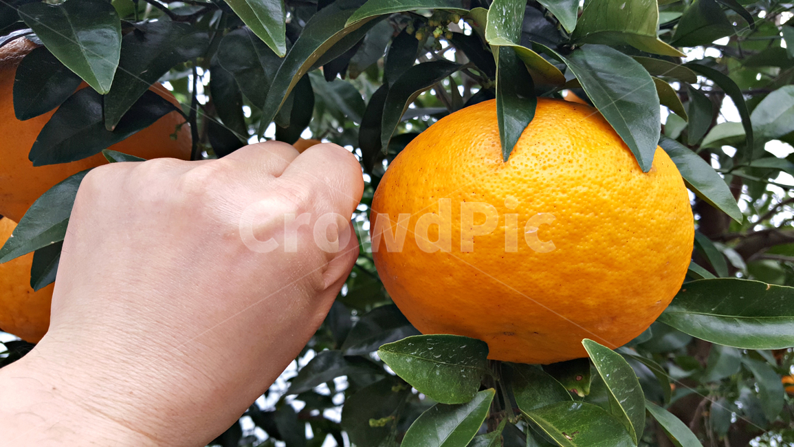 하귤,귤,과일,음식,감귤류과일,감귤,orange,fruit,plant,주황색