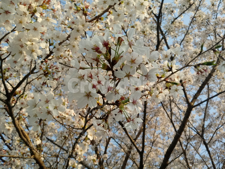 벚꽃,벚나무,꽃,하얀,봄