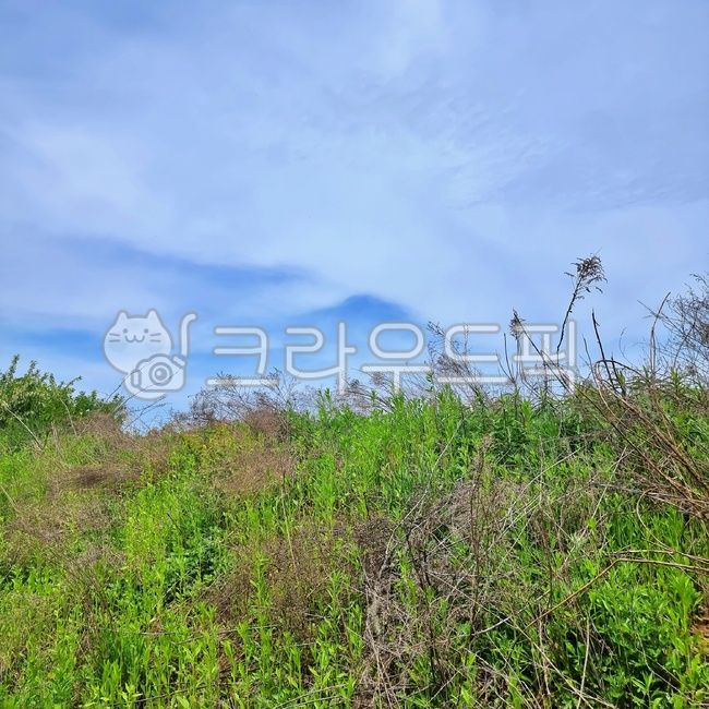 forest,lush tree,rural,vegetation,champaign,mountain cloud,farm,meadow,Rural,green,sprout,nature,clear sky,white clouds,clear clouds,tree,spring scent,leaf,grassland,outdoors,field,plant,Farm,green spring,Green,Sky blue