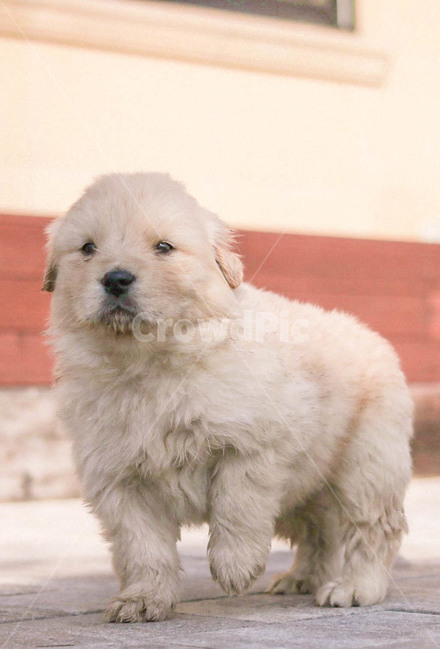 강아지,포유류,리트리버,리트리버강아지,개,dog,애완동물,동물,mammal,animal,pet,동물,animal,포유류,mammal,개,강아지,dog,doggy