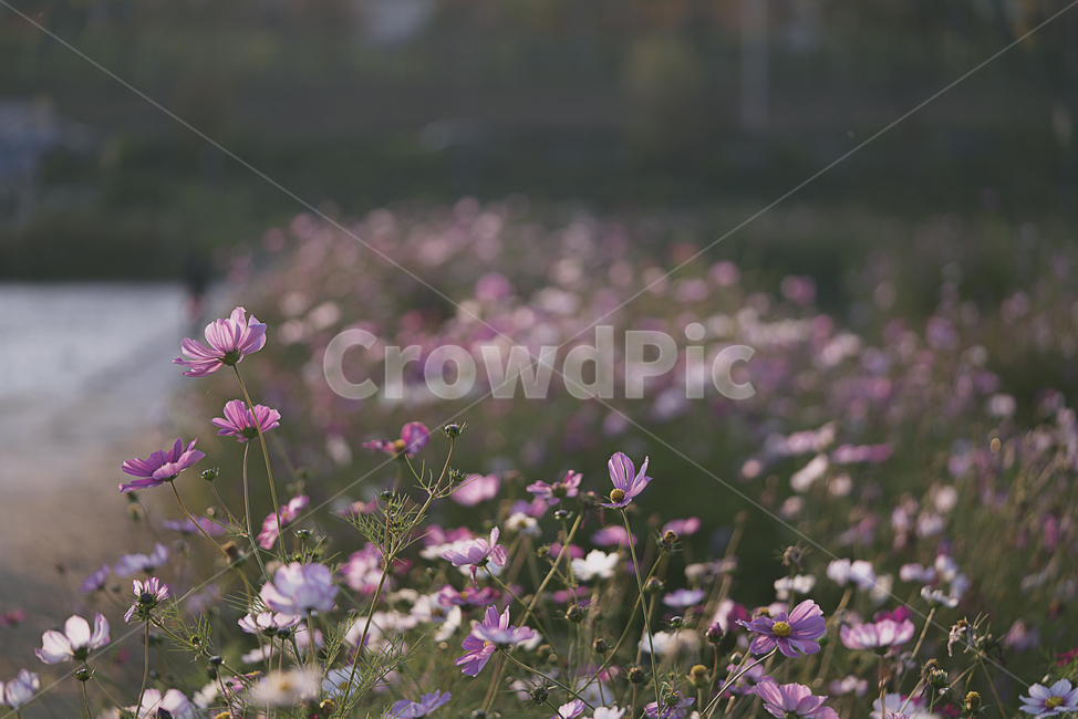 꽃,가을,계절,생명,생물,플라워,flower,코스모스,plant,식물,가을,계절,fall,autumn,season,식물,자연,plants,nature,꽃,flower